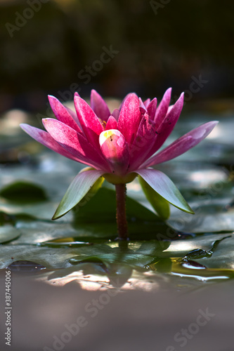 Beautiful water lily with purple petals, in a pond, surrounded by green leaves 