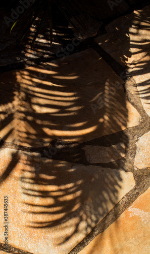 leaf shadow © Pompeu