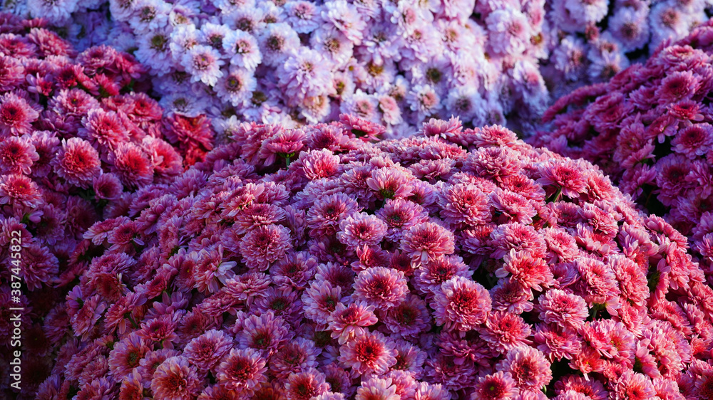 a colorful chrysanthemum in full bloom.