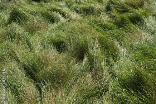 1 - Long wind blown meadow grass sunny texture. Natural and tufted