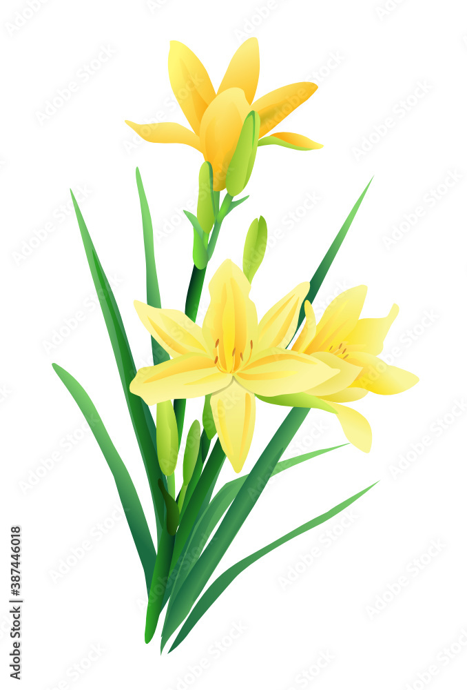 Beautiful yellow spring flower isolated Beautiful yellow spring flower isolated