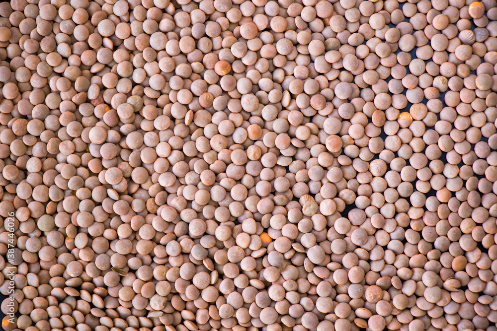 Healthy grains, green lentils and full of vitamins Healthy grains, green lentils and full of vitamins