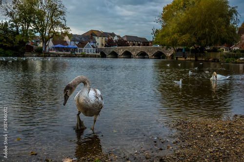 A swan wades in the River Avon close to the ancient bridge at Fordingbridge, UK at dusk in Autumn photo