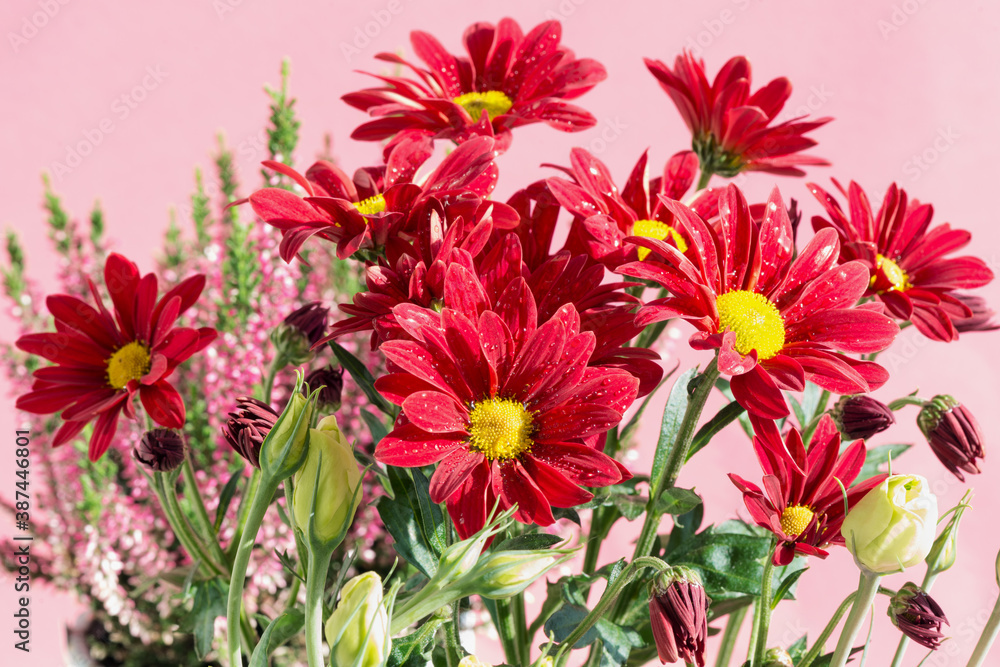 Close-up of beautiful chrysanthemums and heather in natural light against a pink background. Close-up of beautiful chrysanthemums and heather in natural light against a pink background.