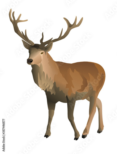 Big brown stag isolated