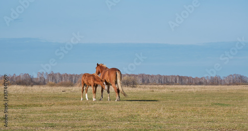 The brown cute foal and the filly. Horses graze in a pasture late autumn.