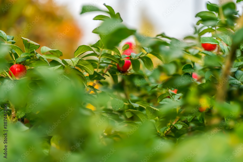 Wild rose Bush with ripe berries of wild rose. Beautiful background with rose hips