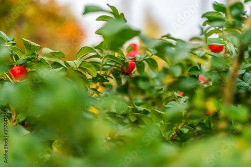 Wild rose Bush with ripe berries of wild rose. Beautiful background with rose hips
