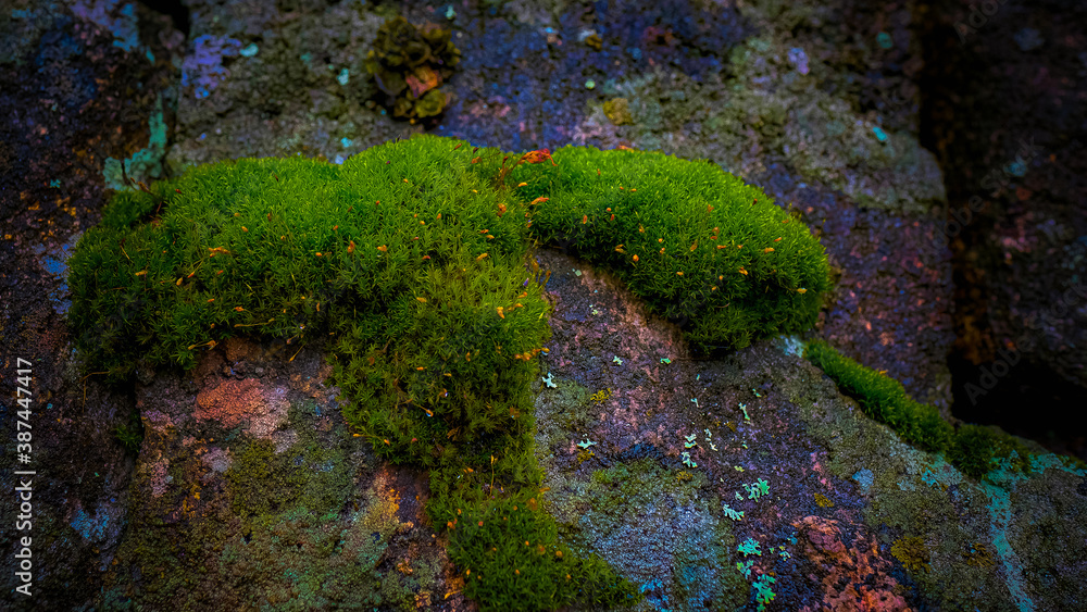 green moss on the rock