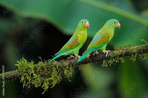 Cobalt-winged parakeet (Brotogeris cyanoptera)