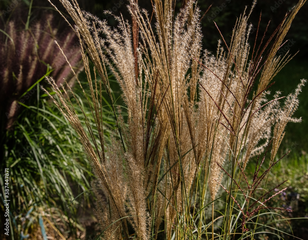 Decorative, ornamental grass with beige reminicent of fluffy tails, in the garden. Decorative, ornamental grass with beige reminicent of fluffy tails, in the garden.