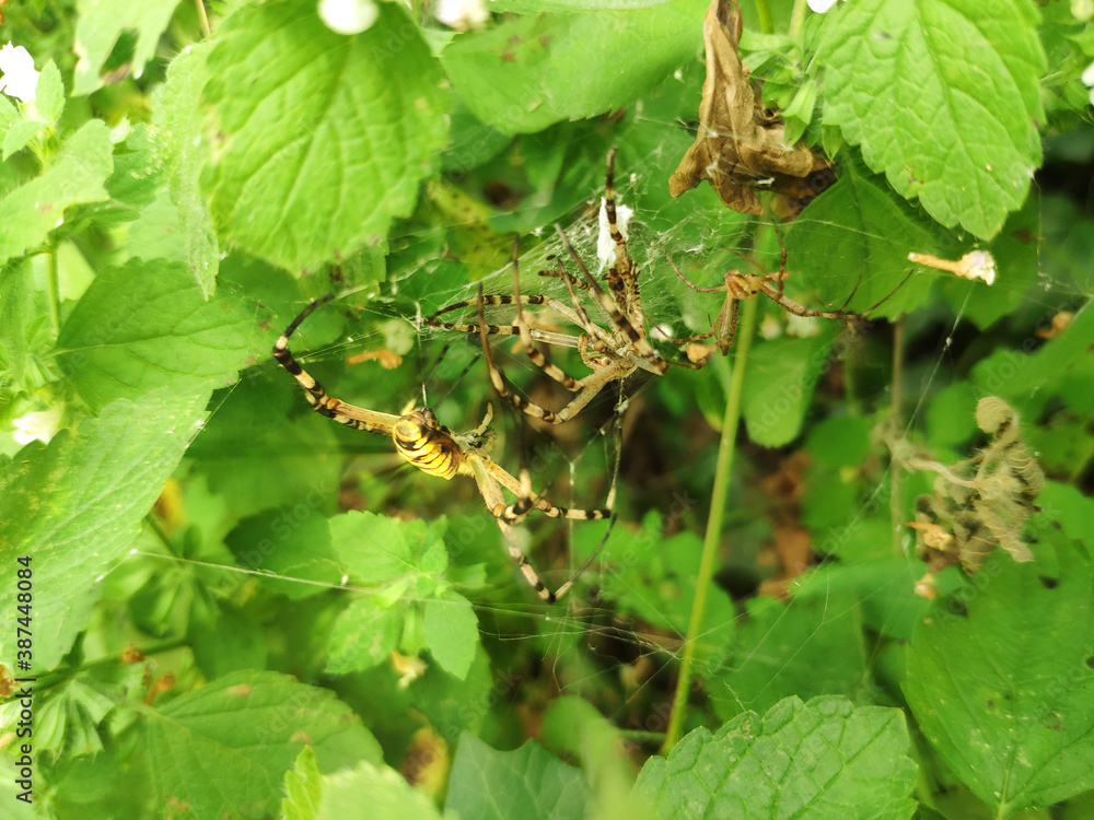 Spiders among green leaves and natural Spiders among green leaves and natural