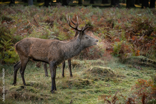 Beautiful image of red deer stag in vibrant golds and browns of Autumn Fall landscape forest © veneratio