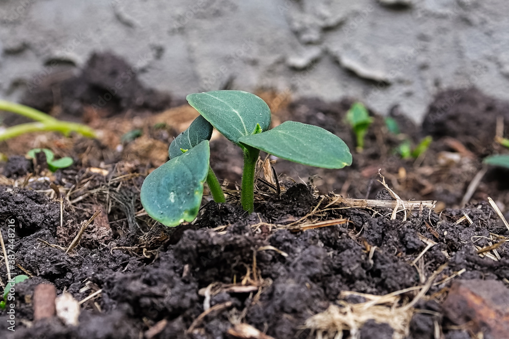 Closeup view of two cucumber plants sprouting from the dirt Closeup view of two cucumber plants sprouting from the dirt