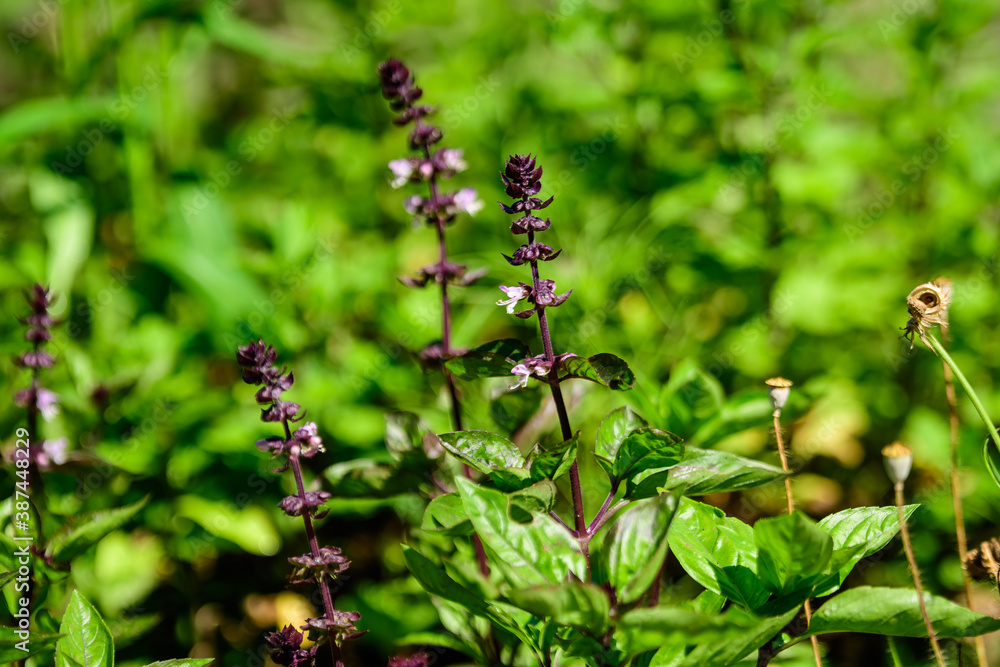 Many fresh green basil leaves and flowers in a sunny summer organic garden, healthy vegan herbs photographed with soft focus.