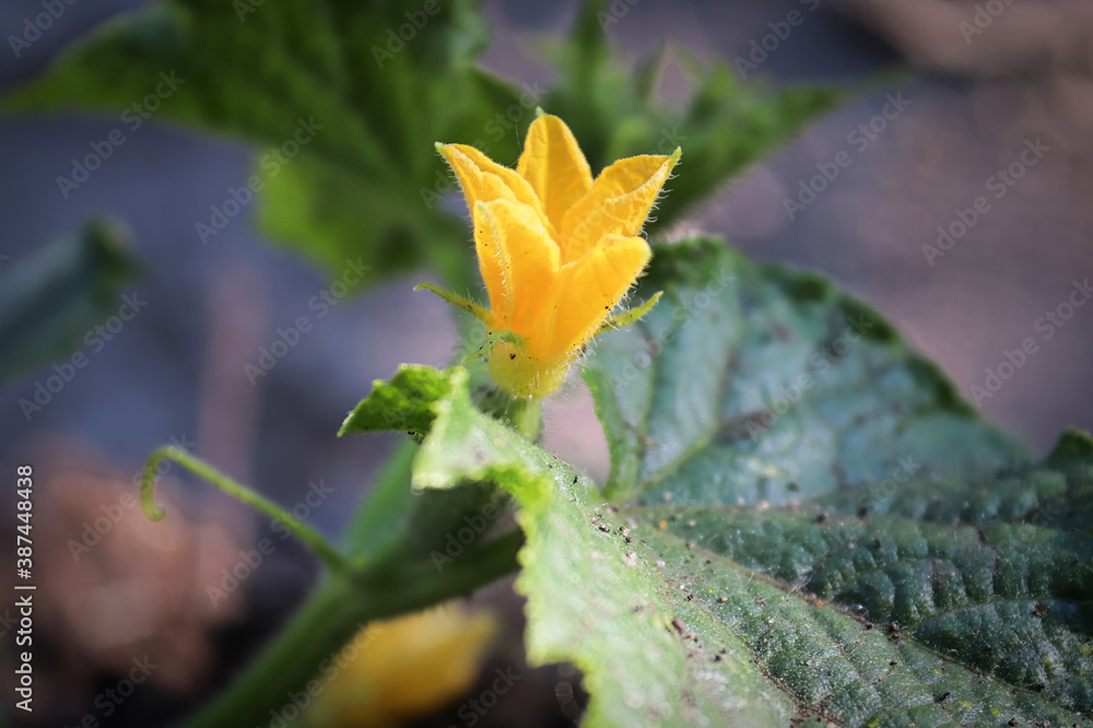 Macro view of a pickling cucumber blossom Macro view of a pickling cucumber blossom