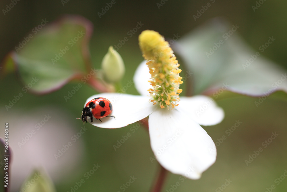 Fototapeta premium てんとう虫