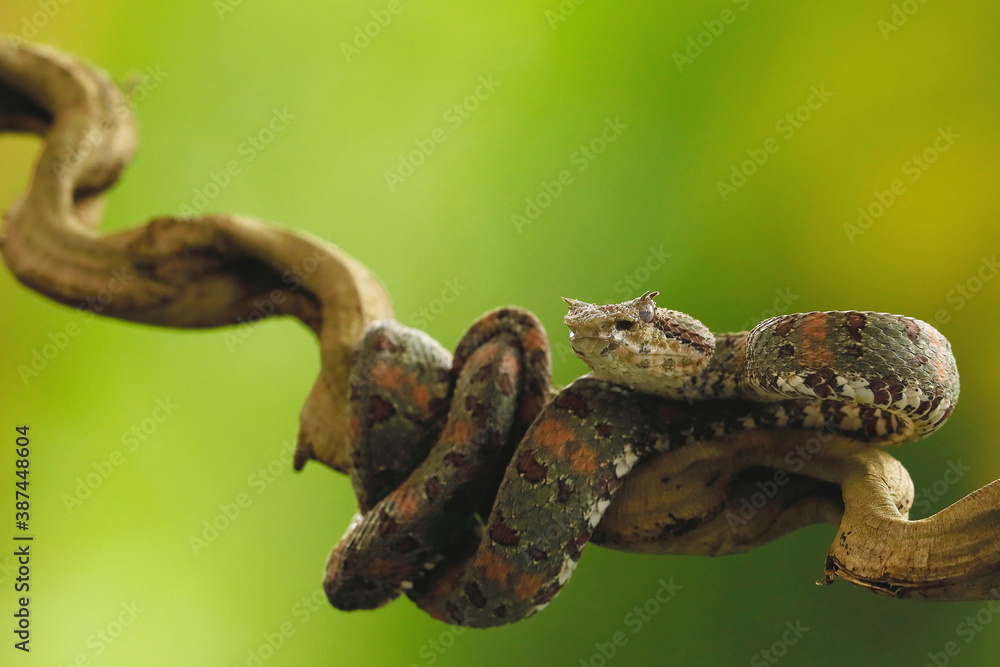 Eyelash Palm Pitviper (Bothriechis schlegeli) Eyelash Palm Pitviper (Bothriechis schlegeli)
