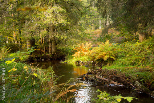 Herbstlicher Wald in den Vogesen nahe La Bresse