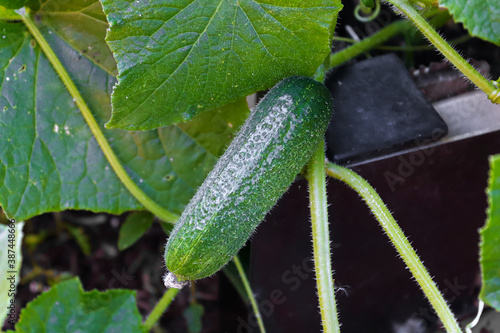 A green pickly pickling cucumber on the stem photo