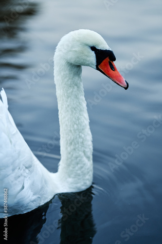 Fototapeta Naklejka Na Ścianę i Meble -  Close portrait of a swan. Nice bokeh and details in the bird