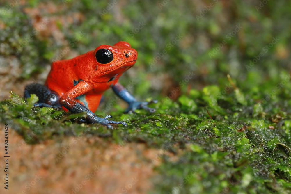 Fototapeta premium Granular poison frog (Oophaga dranulifera)