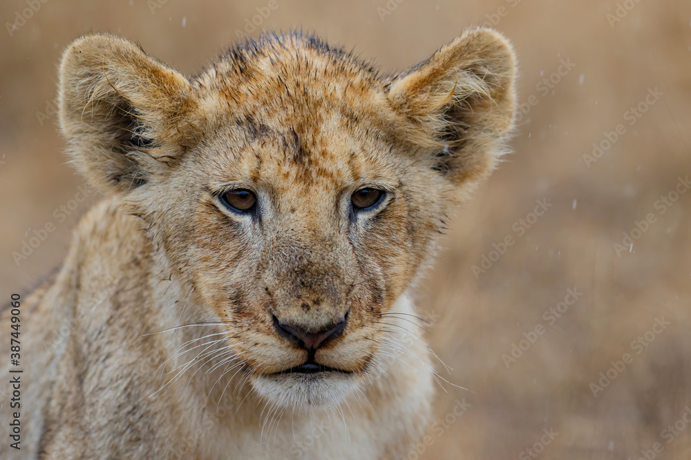 Fototapeta premium Portrait of an African lion (Panthera leo) cub in the rain with a brown background of dry grass of the plains in Kruger National Park in South Africa
