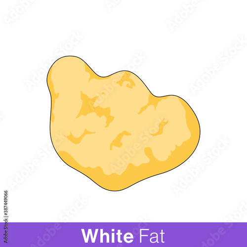 Structure of White adipose tissue or commonly known as Fat vector in white background