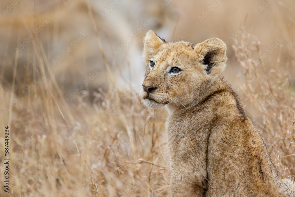Obraz premium African lion (Panthera leo) cub sitting in the dry grass of the plains in Kruger National Park in South Africa