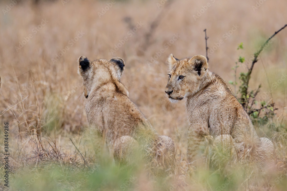African lion (Panthera leo) cub sitting in the dry grass of the plains in Kruger National Park in South Africa African lion (Panthera leo) cub sitting in the dry grass of the plains in Kruger National Park in South Africa