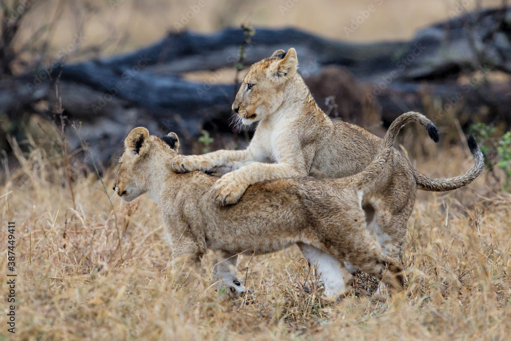 Fototapeta premium African lion (Panthera leo) cubs playing in the rain in the dry grass of the plains in Kruger National Park in South Africa