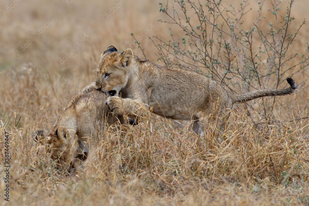 African lion (Panthera leo) cubs playing in the rain  in the dry grass of the plains in Kruger National Park in South Africa
