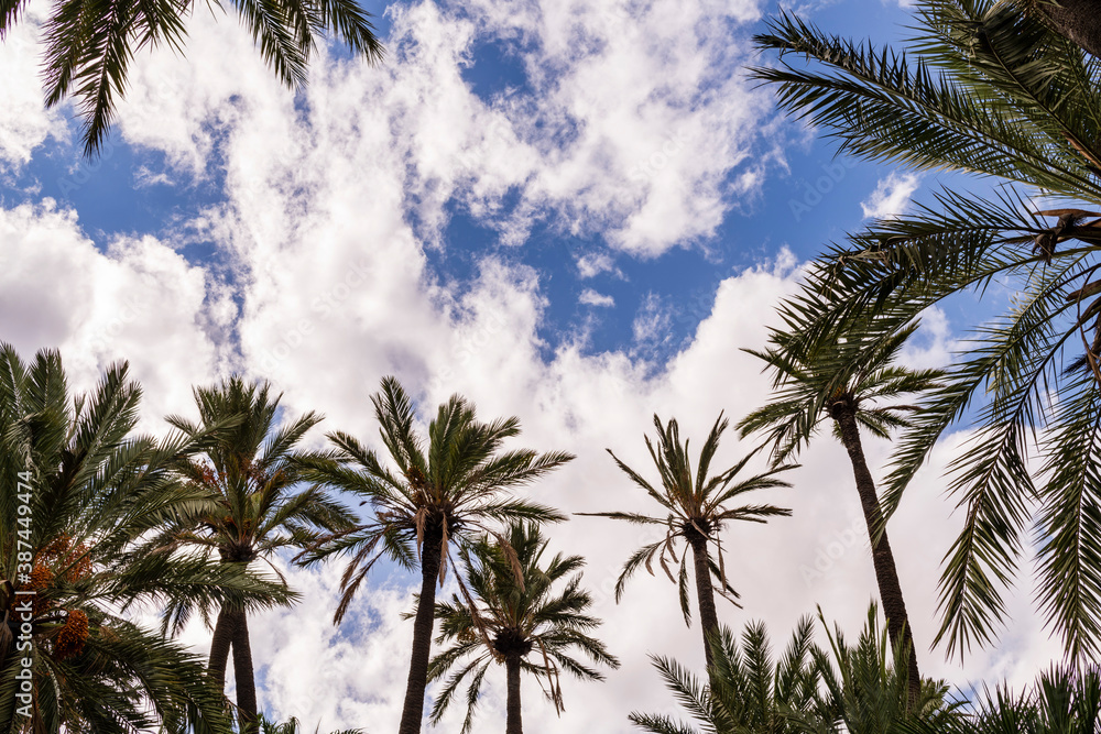 palm trees against cloudy sky