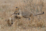 African lion (Panthera leo) cubs playing in the rain  in the dry grass of the plains in Kruger National Park in South Africa