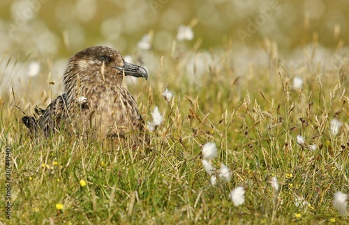 Great skua (Stercorarius skua) photo