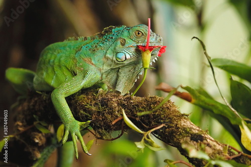 Wallpaper Mural Green Iguana (Iguana iguana) Torontodigital.ca