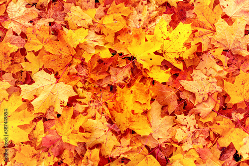 Orange yellow maple leaves background. Creative autumn background of fallen yellow and orange leaves in the forest. Seasonal concept. Orange maple leaf fall on ground in autumn in Latvia.