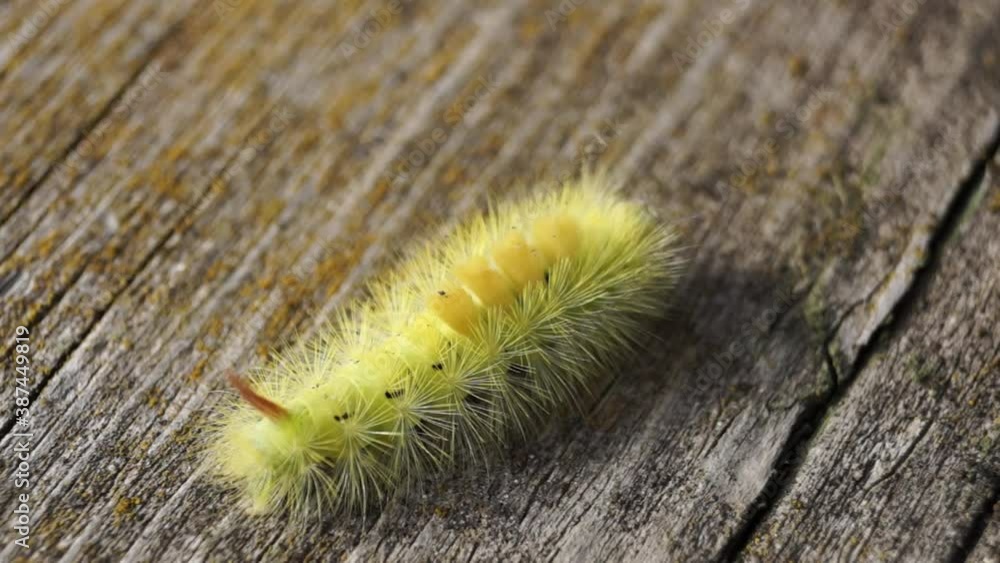 The caterpillar of the nocturnal butterfly of the red-tail, or the wool foot bashful (lat. Calliteara pudibunda). The caterpillar of the nocturnal butterfly of the red-tail, or the wool foot bashful (lat. Calliteara pudibunda).