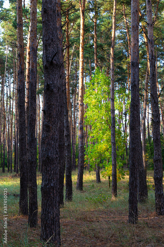 Fototapeta premium Autumn in multicolored forest