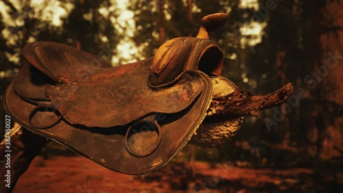 vintage Leather horse saddle on the dead tree in forest at sunset photo