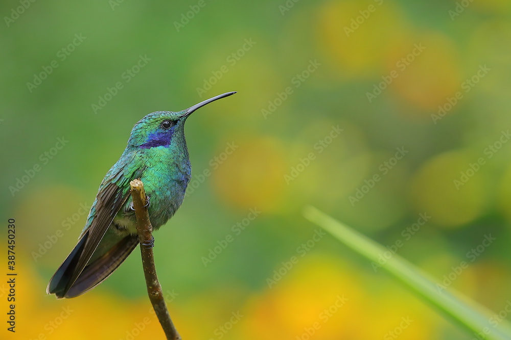 Fototapeta premium Green Violet-ear (Colibri thalassinus)
