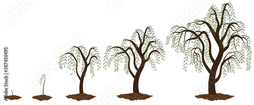 Five stages of growing maple willow.