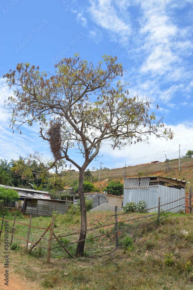 tree in the park