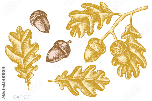 Vector set of hand drawn pastel oak