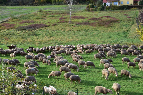 flock of sheep goat meadow shepherd grass