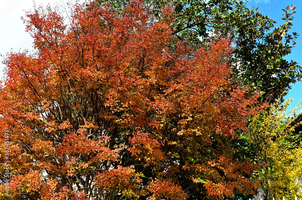 Arbre Arbre