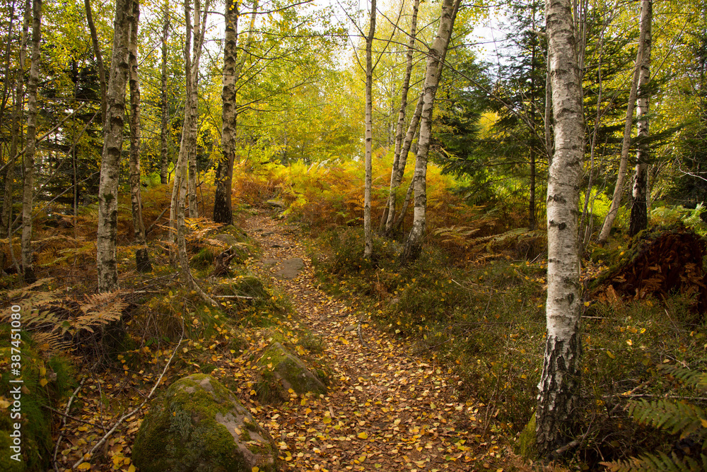 in den Wäldern der herbstlichen vogesen in den Wäldern der herbstlichen vogesen