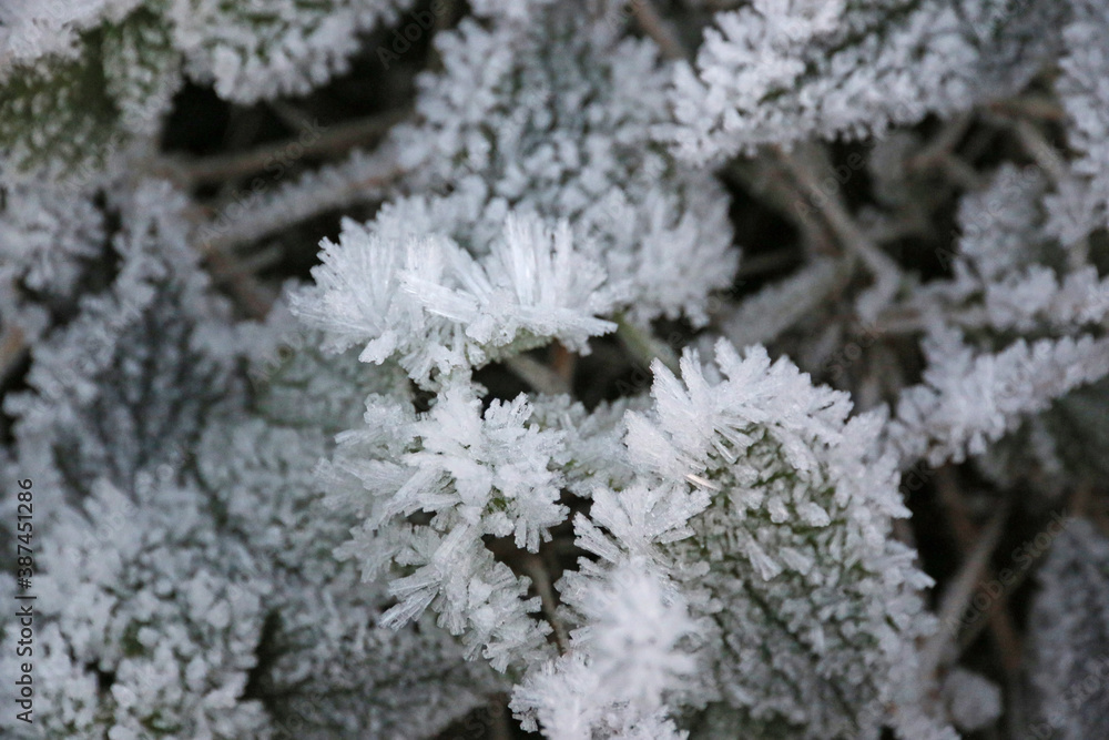 Frost on leaves in the winter	
