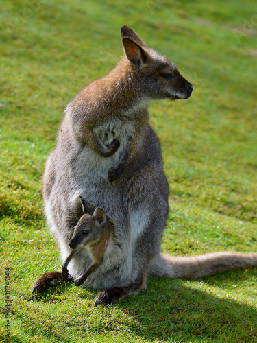 Red-necked wallaby or wallaby of Bennett (Macropus rufogriseus) and its joey in the pocket