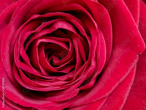 beautiful close up red rose.Blooming bright red flower.Floral background.scarlet flowering roses